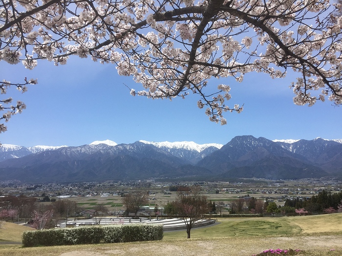 池田町の桜　2019